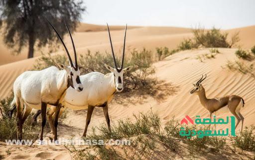 كم عدد الحيوانات البرية في السعودية