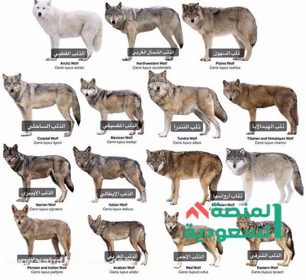 كود فليكسي موبيليس | 2024 أقوى عروض Mobilis