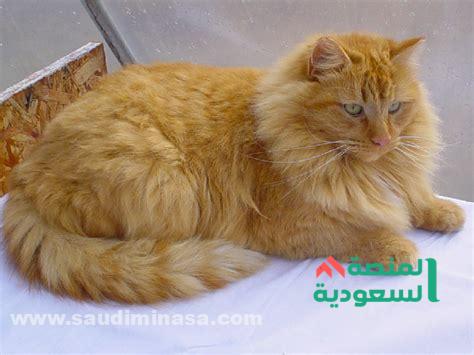 أسماء قطط ذكور عربية رائعة