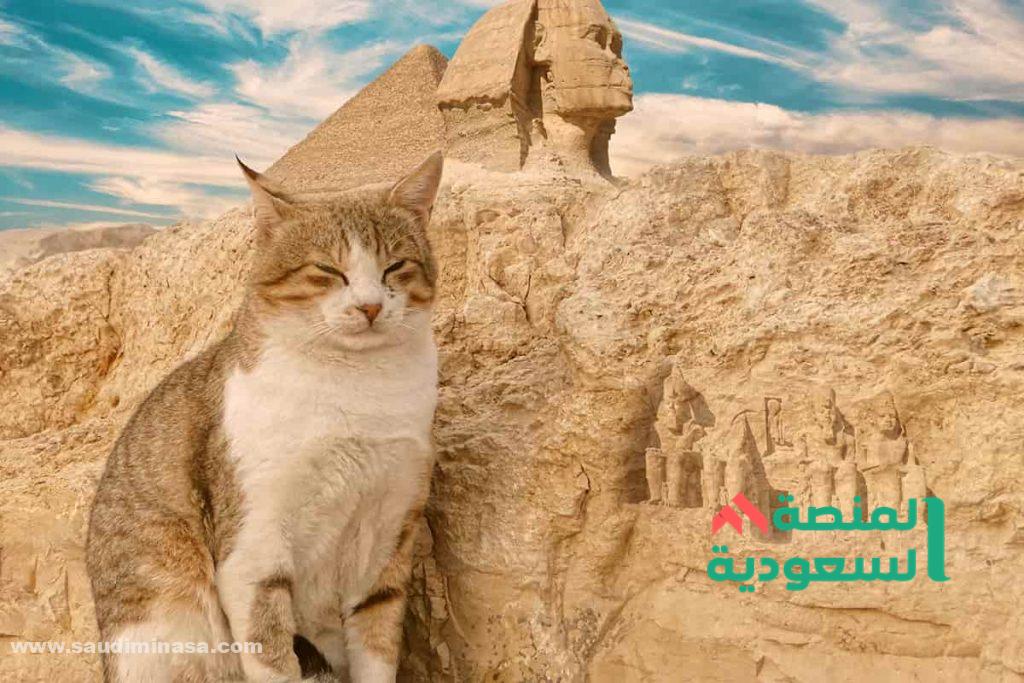 اسماء قطط ذكور عربية