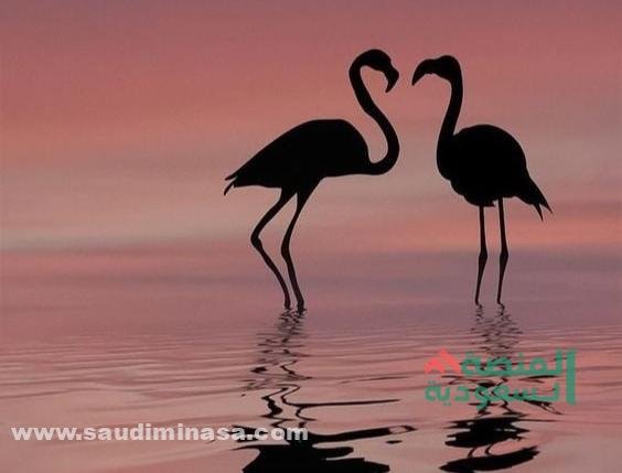 خلفيات واتس اب رقيقة