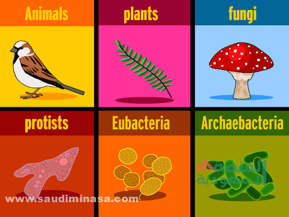 خصائص الممالك الخمس للكائنات الحية