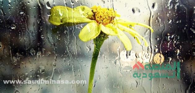 كلام عن الشتاء