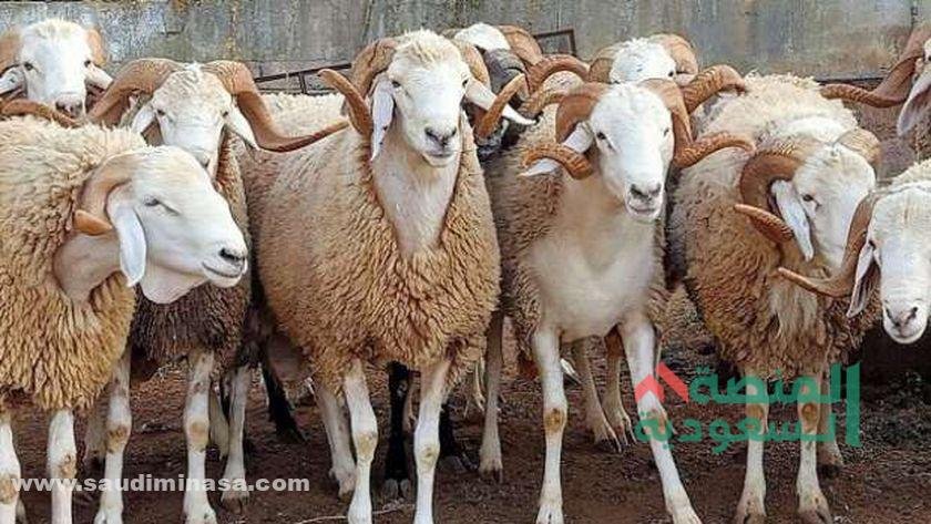 حجز الأضحية إلكترونيًا في السعودية
