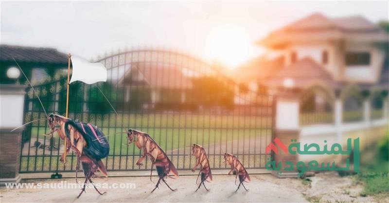 الصراصير في المنام