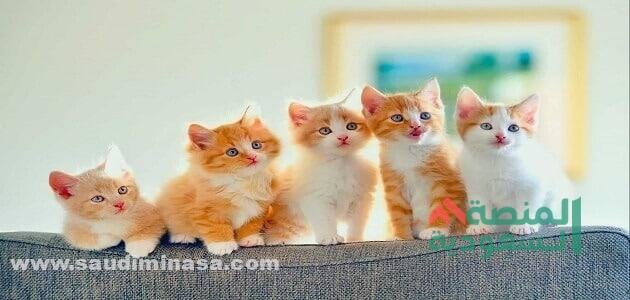 اسامي قطط انثى