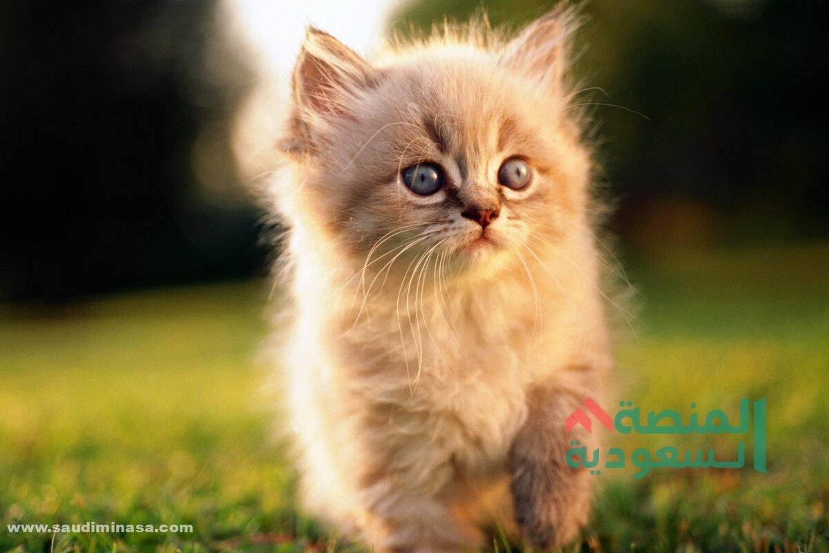 أحلى اسماء قطط ذكور جديدة