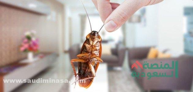الصراصير في المنام