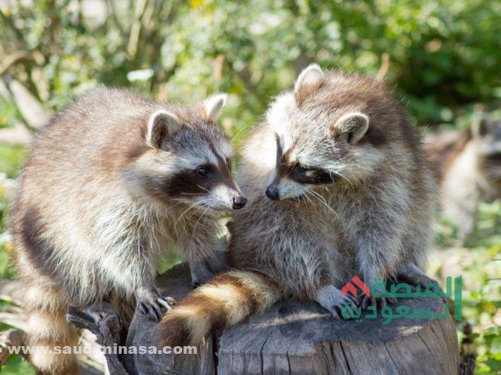 اسماء اكلات اللحوم والاعشاب