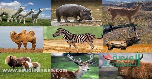 اكلات اللحوم والاعشاب