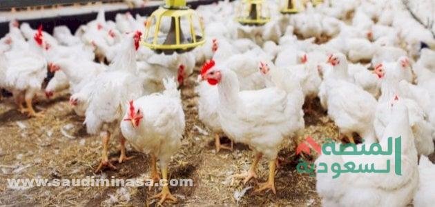 أرباح مشروع الدواجن السعودية