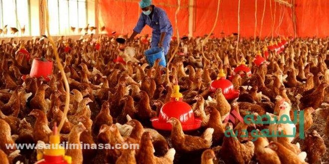 مشروع الدواجن في السعودية