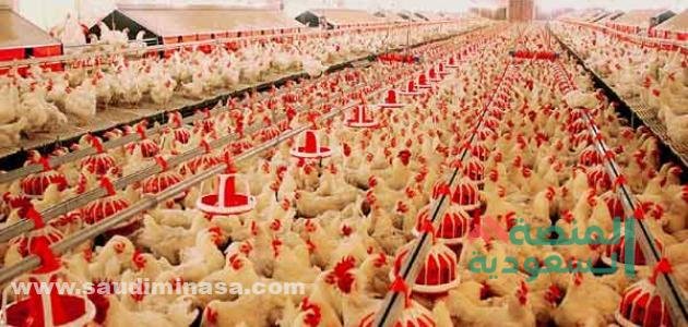 مشروع الدواجن في السعودية