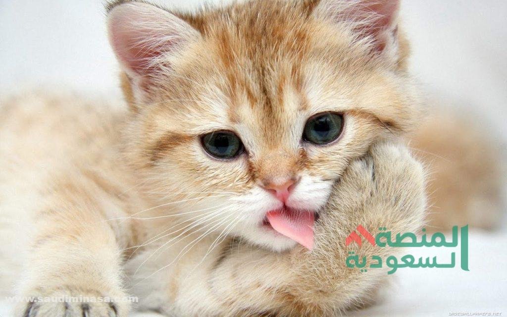 اسماء قطط ملكية