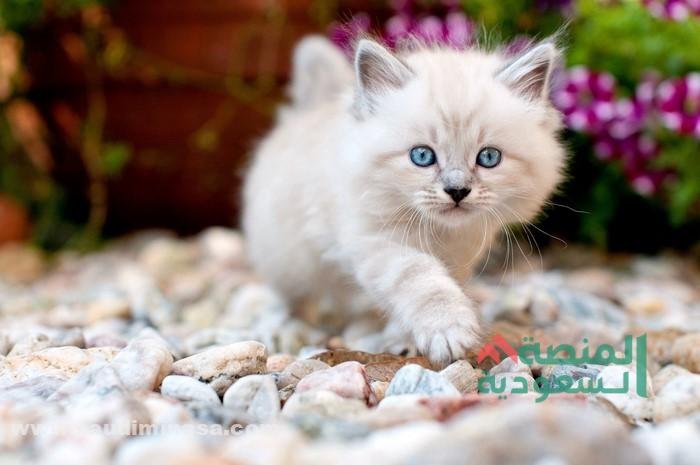 اسماء قطط اناث بيضاء