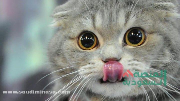 اسماء قطط اناث